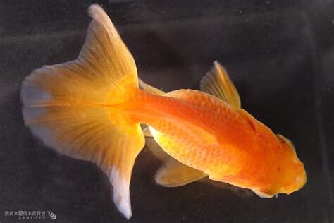 金魚 淡水魚